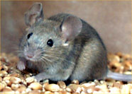 derattizzazione topi e ratti