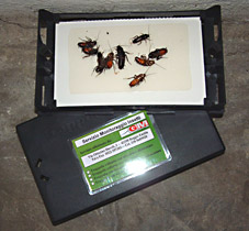 monitoraggio insetti